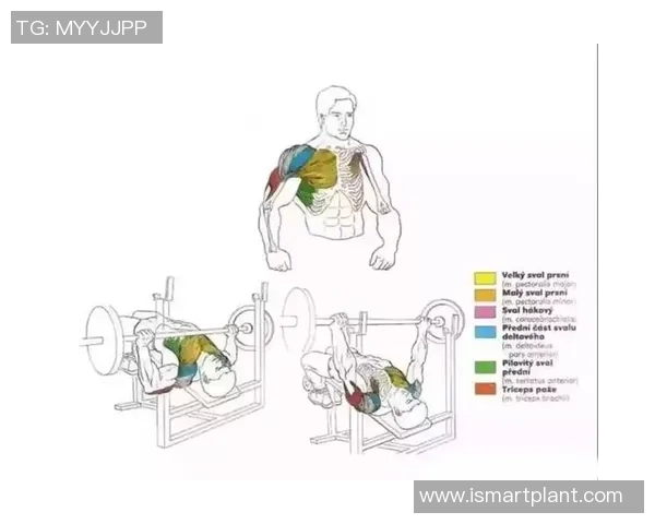 打造强健体魄与健康生活的全方位科学健身指南